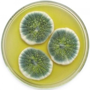 Moho Penicillium 