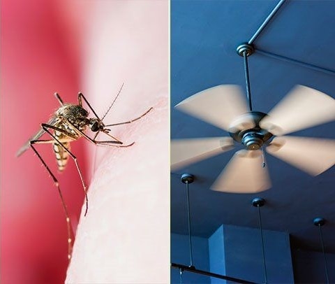 Tips para mantener a los mosquitos alejados