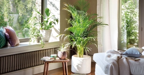 Plantas purificadoras de aire